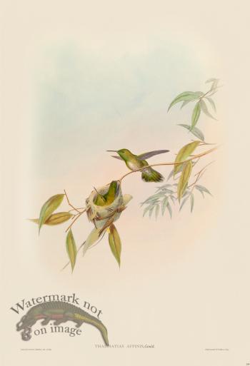 Gould Hummingbird 299